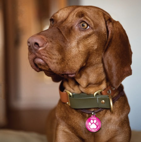 Smart Pet Tag - PINK  - Pre-Order NOW